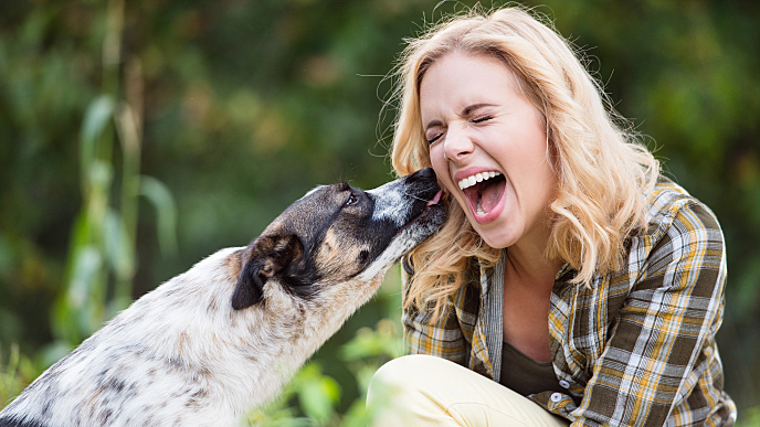 Mulher ri enquanto cachorro a lambe na cara