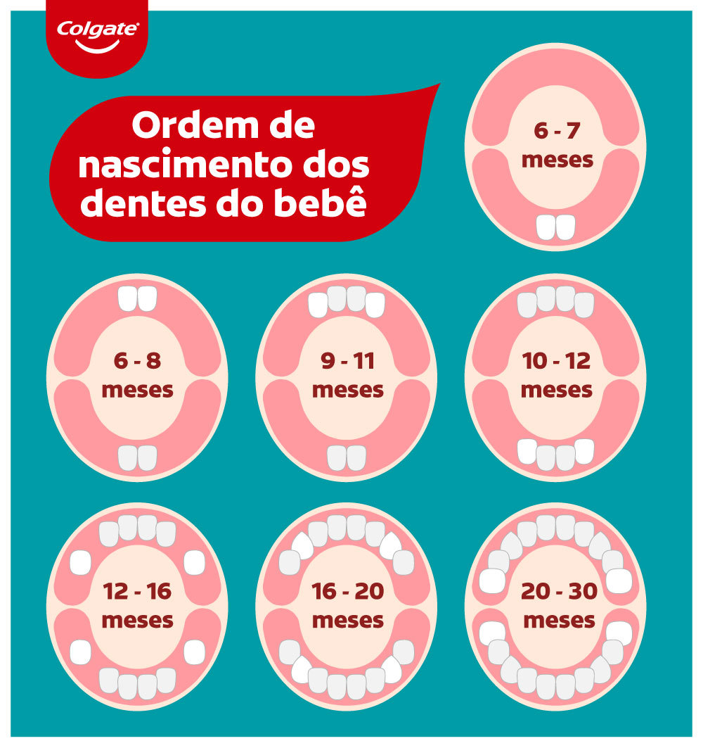 Infográfico mostrando como acontece a dentição do bebê