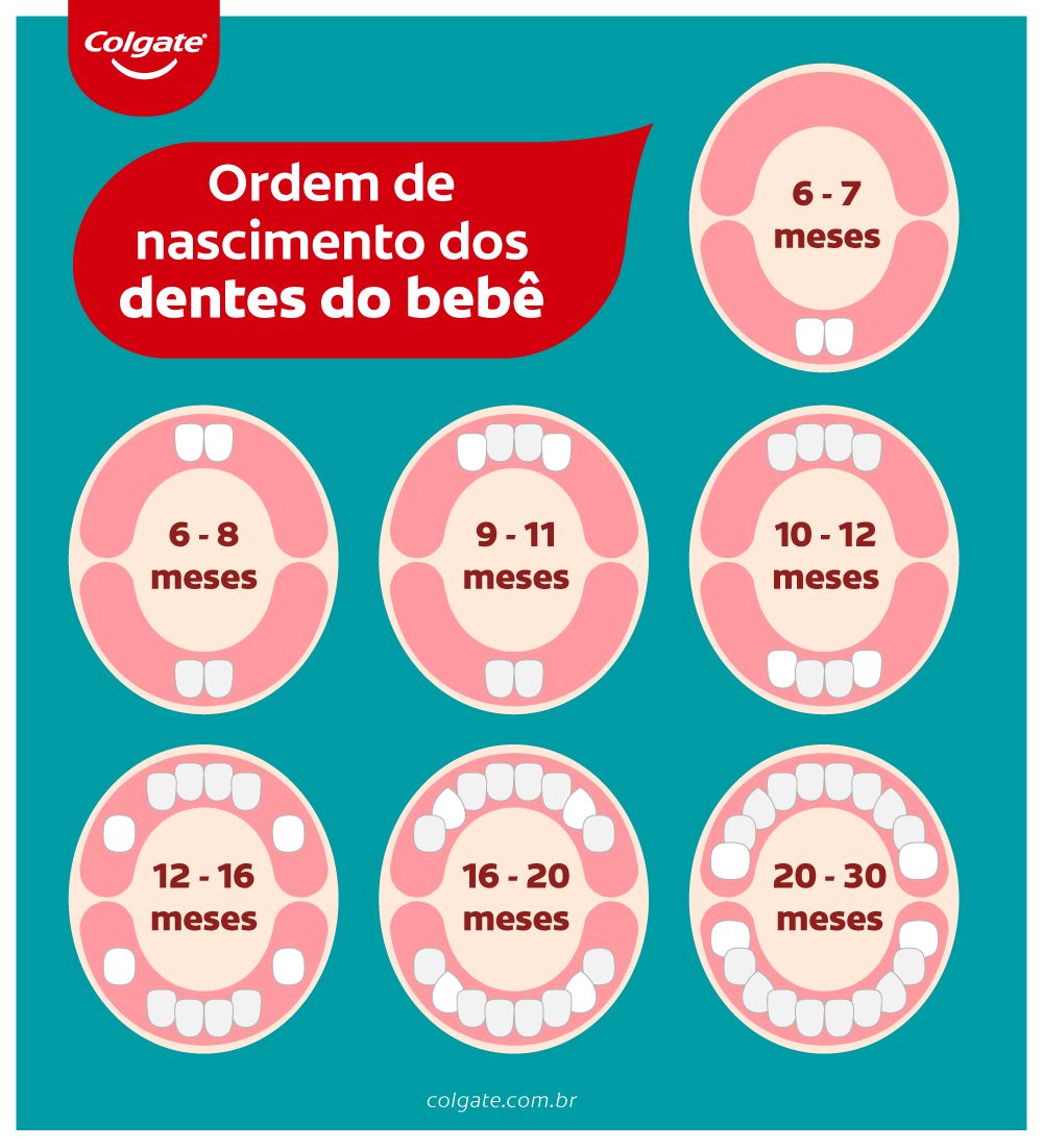 infográfico sobre a ordem de nascimento dos dentes do bebê